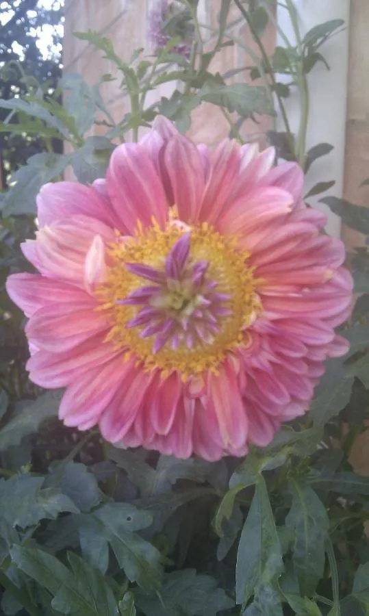 Bed and Breakfast Bb Le Violette Tortolì Bed & Breakfast